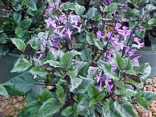 مونا لاوندر / عشقه سوئدی